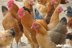 农村散养鸡怎么养殖养殖密度应多大多长时间有收益