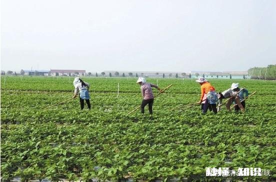 对于农业的无奈和失望，有谁会理解