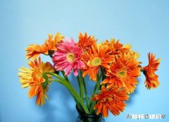 对于农业的无奈和失望，有谁会理解