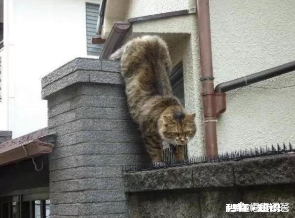 现实中遇到《都挺好》中苏明成上司周经理这样的人，真的会在整个同行业中待不下去吗