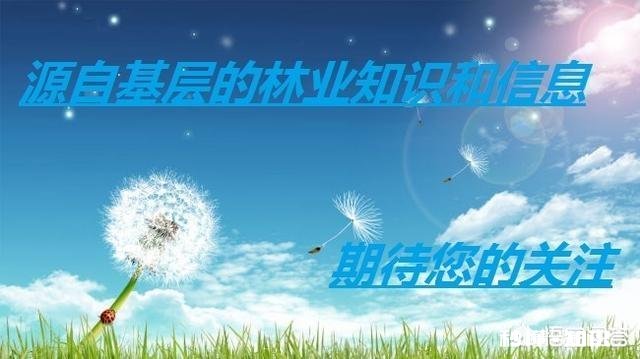 《森林法》中的木材运输证会取消吗