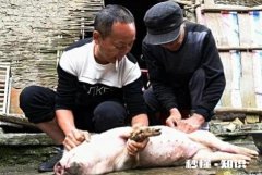 以前在农村很受人尊敬的劁猪匠，现在怎么看不到了他们去哪儿了