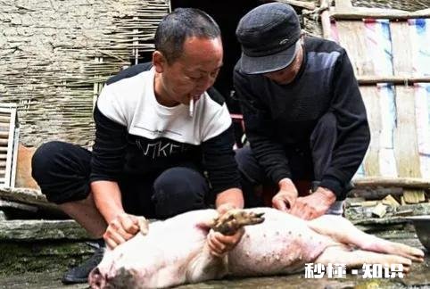 以前在农村很受人尊敬的劁猪匠，现在怎么看不到了他们去哪儿了