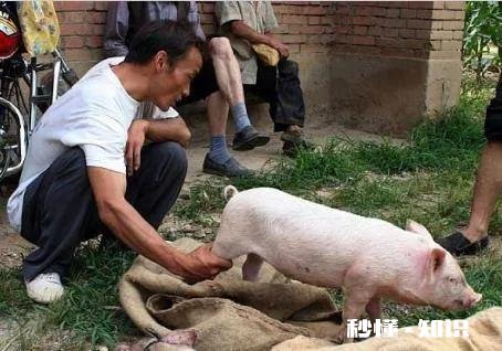 以前在农村很受人尊敬的劁猪匠，现在怎么看不到了他们去哪儿了