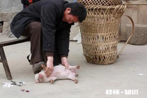 以前在农村很受人尊敬的劁猪匠，现在怎么看不到了他们去哪儿了