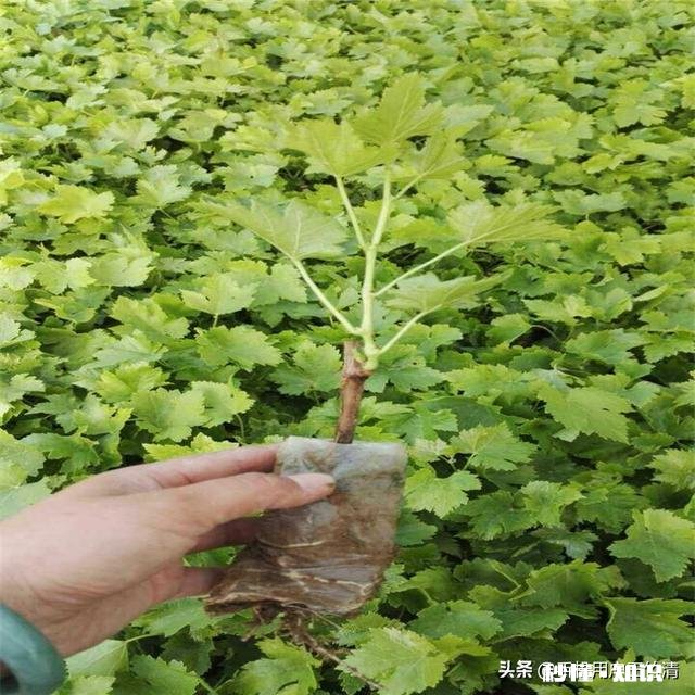 冬季修剪的葡萄枝条怎样保存我想明年春天嫁接自家的一棵葡萄树，只需要几个枝条