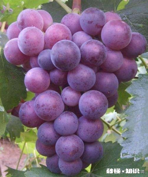 冬季修剪的葡萄枝条怎样保存我想明年春天嫁接自家的一棵葡萄树，只需要几个枝条