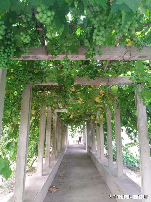 冬季修剪的葡萄枝条怎样保存我想明年春天嫁接自家的一棵葡萄树，只需要几个枝条