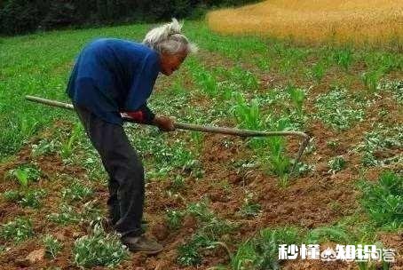 绵羊涨肚死了是什缘故