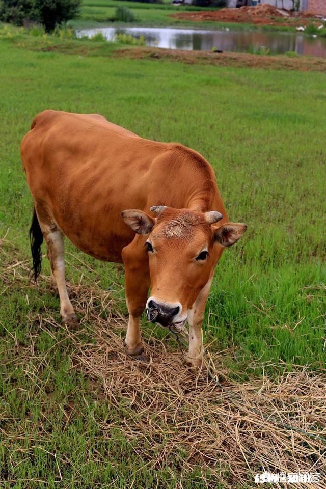 绵羊涨肚死了是什缘故