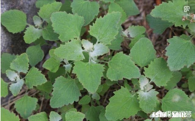 绵羊涨肚死了是什缘故