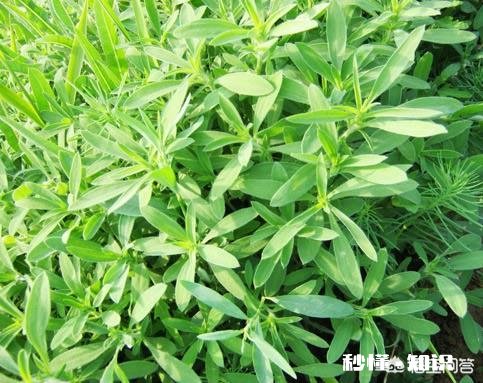 绵羊涨肚死了是什缘故