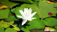 广东省地区现在买睡莲种子种植今年还会开开吗