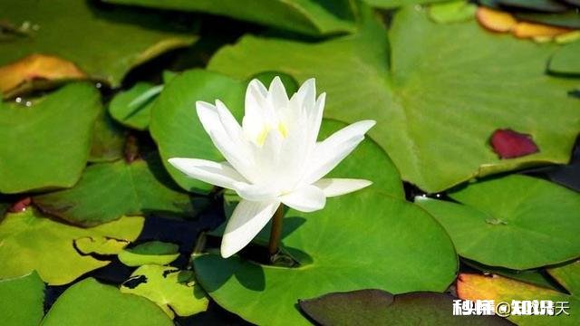 广东省地区现在买睡莲种子种植今年还会开开吗