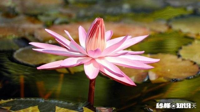 广东省地区现在买睡莲种子种植今年还会开开吗