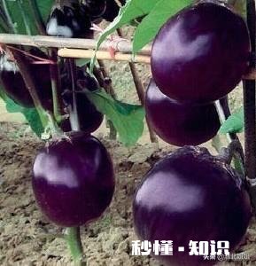 种植茄子，适宜温度是多少