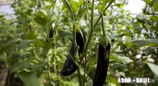 种植茄子，适宜温度是多少