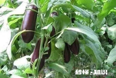 种植茄子，适宜温度是多少