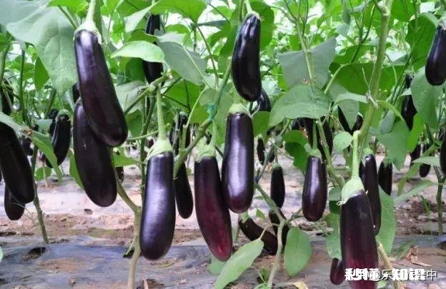 种植茄子，适宜温度是多少