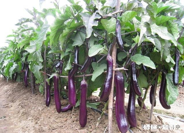 种植茄子，适宜温度是多少