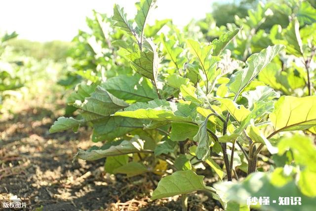 种植茄子，适宜温度是多少
