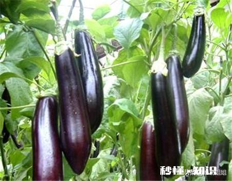 种植茄子，适宜温度是多少