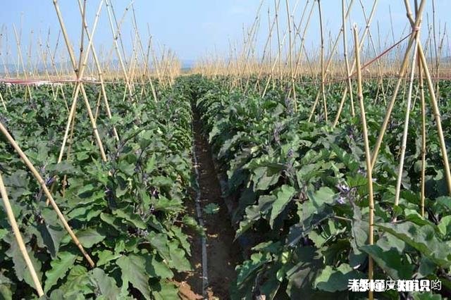 种植茄子，适宜温度是多少