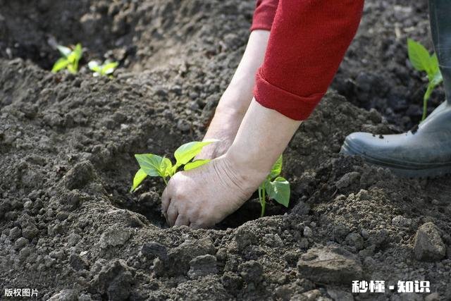种植茄子，适宜温度是多少