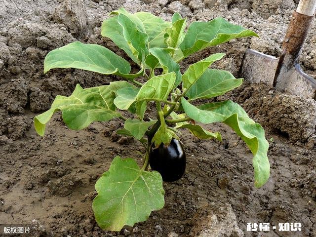 种植茄子，适宜温度是多少