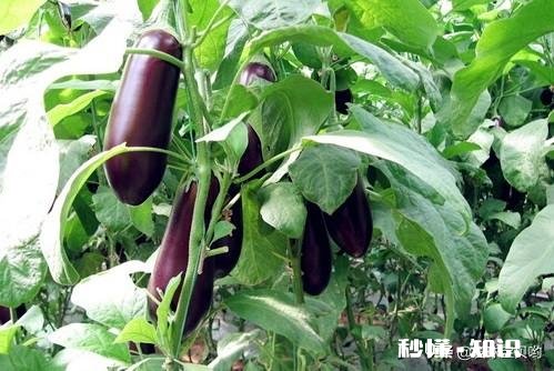 种植茄子，适宜温度是多少