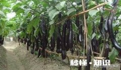 种植茄子，适宜温度是多少