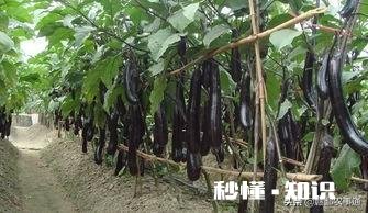 种植茄子，适宜温度是多少