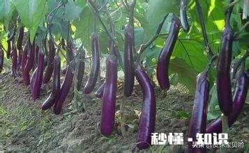 种植茄子，适宜温度是多少