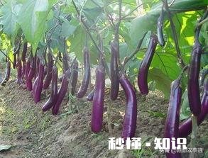 种植茄子，适宜温度是多少