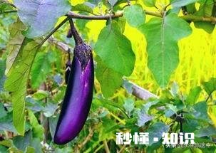 种植茄子，适宜温度是多少