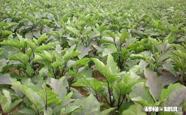 种植茄子，适宜温度是多少