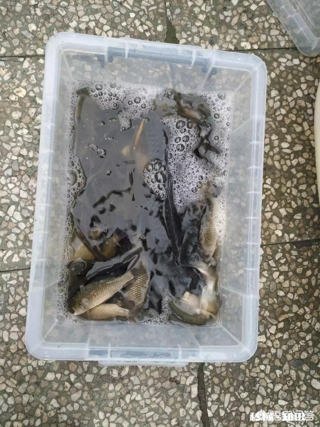 我发现钓鱼的朋友，装备党很多，你怎么看真正钓鱼高手什么样