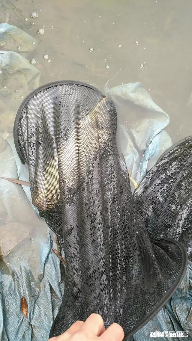 我发现钓鱼的朋友，装备党很多，你怎么看真正钓鱼高手什么样