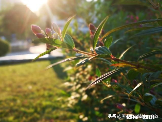 荣耀20i和vivoz5x还有小米cc9e哪款性价比最高，拍照优先哦