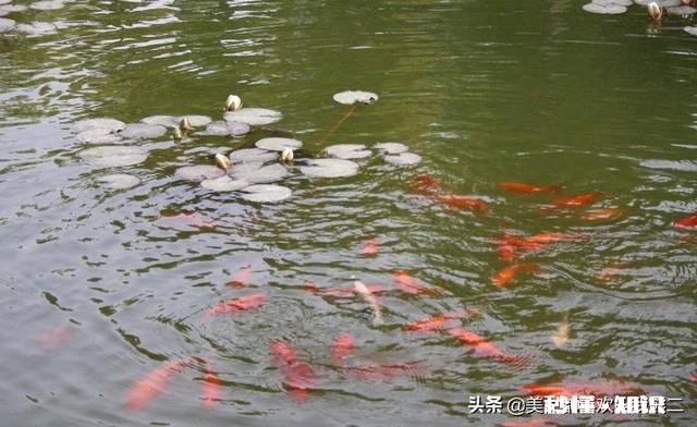 挖一个4亩鱼塘要多久要注意什么