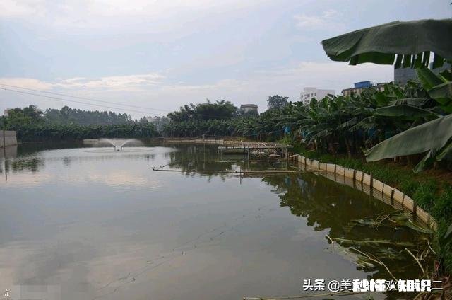 挖一个4亩鱼塘要多久要注意什么