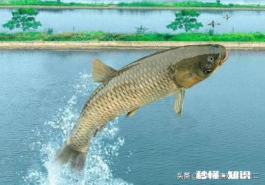 挖一个4亩鱼塘要多久要注意什么