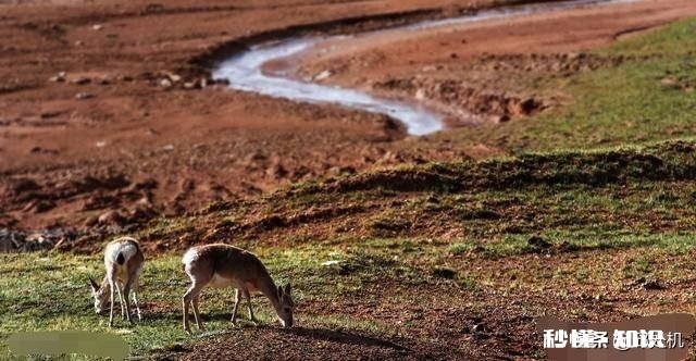 如果你去拉萨你会选择自驾游，还是坐火车