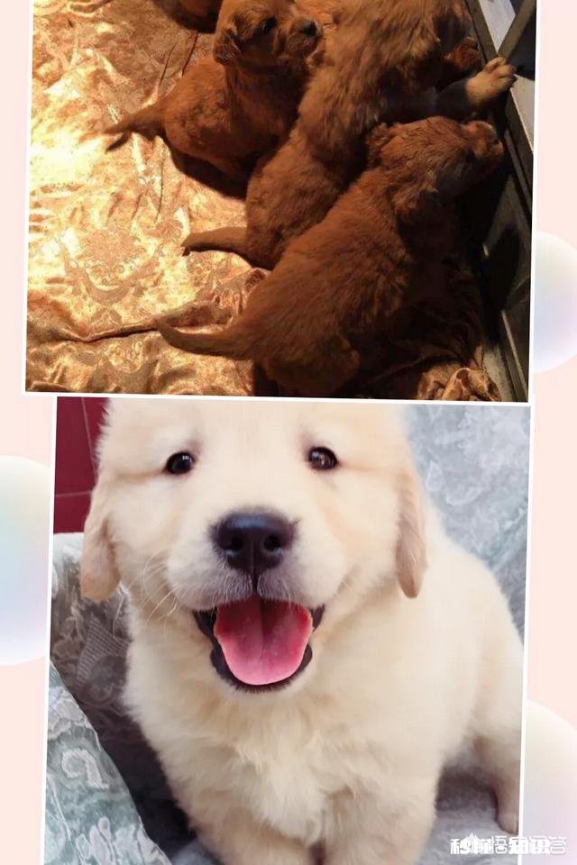 金毛幼犬到底需不需要喂钙片和羊奶谢谢