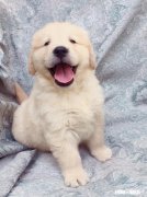 金毛幼犬到底需不需要喂钙片和羊奶谢谢