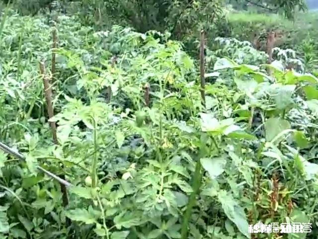 农村的生活真的好吗很多想回农村的人是不是因为承受不了城市高节奏生活的压力