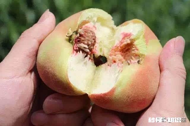 蟠桃和水蜜桃哪个更好吃为什么说吃桃子时不能喝白酒