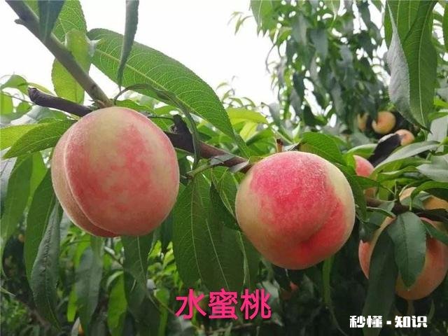 蟠桃和水蜜桃哪个更好吃为什么说吃桃子时不能喝白酒