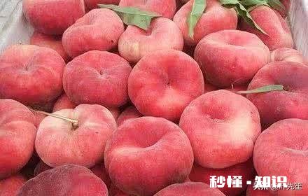 蟠桃和水蜜桃哪个更好吃为什么说吃桃子时不能喝白酒