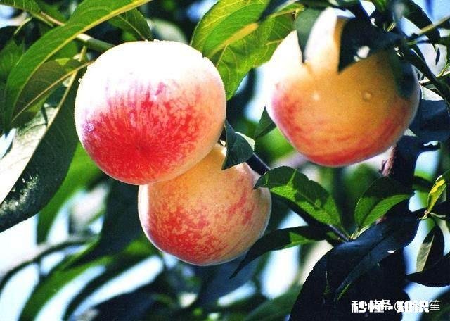 蟠桃和水蜜桃哪个更好吃为什么说吃桃子时不能喝白酒